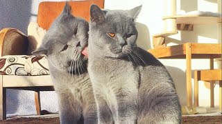 British Shorthair Love [upl. by Anderer]