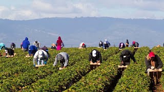 US Farm Workers Harvest Thousands Of Tons Of Fruits And Vegetables [upl. by Fitzpatrick368]