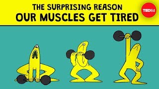 The surprising reason our muscles get tired  Christian Moro [upl. by Nerraj96]