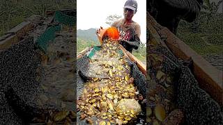 Menemukan harta KarunKami menemukan emas di aliran sungai gold goldhunter pencariemas [upl. by Yedarb]