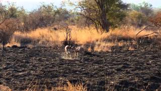 Mating season  Steenbok [upl. by Shafer]