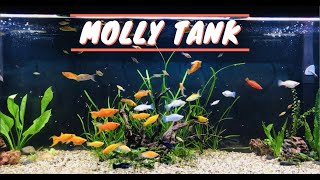 125 Gallon Molly Aquarium  Sailfin Mollies amp Swordtails UPDATE [upl. by Carl554]