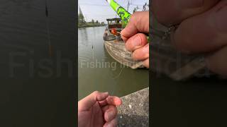 How to catch fish 🐟  fishing bait  carp fishing bait  fish riverfishing fishingindia carp [upl. by Ketchan108]