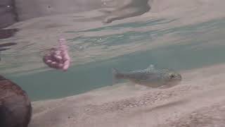 Trout Fishing the West Fork of the Chattooga River [upl. by Herra183]