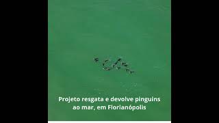 Pinguins encalhados em SC retornam à natureza com apoio da R3 Animal [upl. by Gabi]