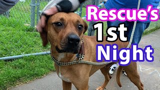 How to PREP for a RESCUE DOG  What to Expect FIRST NIGHT [upl. by Arbe849]