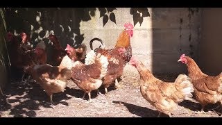 Rooster Alarm Ringtone  Wake Up Like a Boss  Rooster Alarm Clock [upl. by Ellevehc]