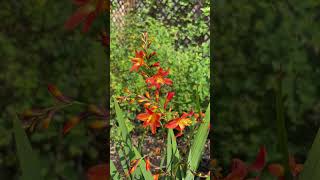 Crocosmia Carmin Brilliant [upl. by Anaujit767]