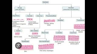 Epithelium and its Types [upl. by Martguerita]