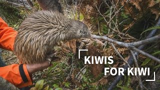 Kiwis for Kiwi [upl. by Yleen]