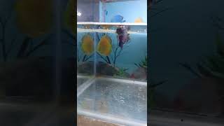 Betta fish breeding tank setup like and subscribe 🥹🥹 [upl. by Dodds85]