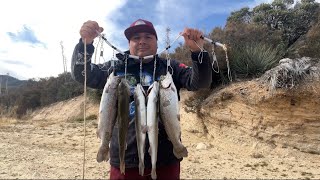 TROUT LIMIT Limite De Truchas in Silverwood Laketrout fishing truchas [upl. by Glaab460]