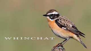 Bird sounds Whinchat chirping in spring [upl. by Bowne]