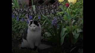 TOP 4 des méthodes pour éloigner les chats de son potager [upl. by Romito]