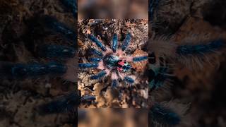 Aracnofobia Cuidado con estas hermosas tarántulas arañas tarantula terror miedo halloween [upl. by Lenod]