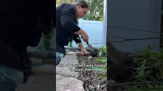 💗 planting flowers for my mom to look forward to in spring [upl. by Ursala]