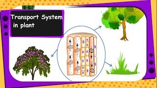 Science  Transportation in plants xylem phloem transpiration pull  English [upl. by Launce]