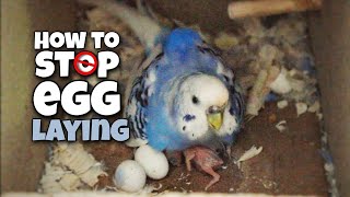 How to Stop Budgie From Laying More Eggs [upl. by Hsaniva]