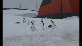 tobogganing Adelie penguins [upl. by Krock]