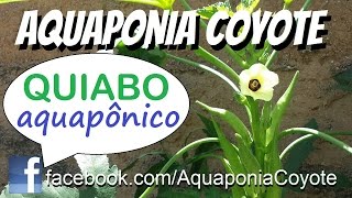 Quiabo  Colhendo quiabo na aquaponia  04032017  Aquaponics System Okra [upl. by Aelc581]