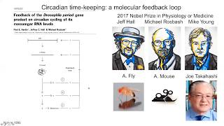 Neuroscience Keynote Webinar Circadian timekeeping in the brain  Michael Hastings [upl. by Rashidi415]