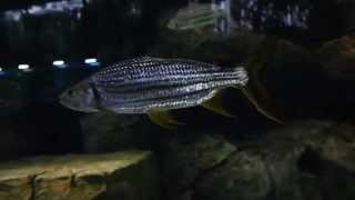 Magnificent African Tigerfish Goliath and Vittatus [upl. by Ydner]