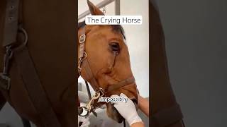 The Crying Horse 🐴 shortvideo animals rescue horse [upl. by Akinirt]