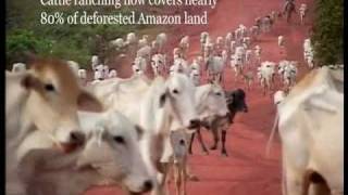 How cattle ranching is destroying the Amazon rainforest [upl. by Yderf]