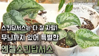 엔젤스킨답서스 2개로 나눠서 분갈이 하기 Scindapsus pictus Exotica [upl. by Michaela]