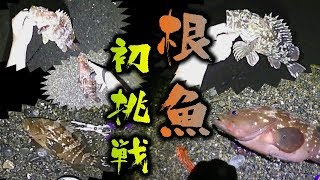 初めてのロックフィッシュ②【サーフで釣れるのか！？】 [upl. by Mauretta606]