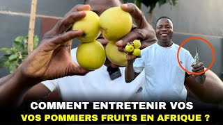 Comment entretenir vos pommiers fruits en Afrique [upl. by Rikahs]