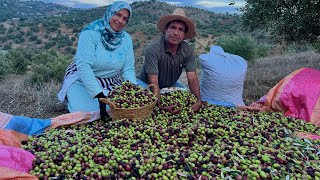 إنطلاق موسم جني الزيتون في قرية جبلية بأسعار غير مسبوقة [upl. by Amees]