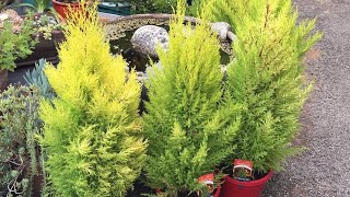 How to Maintain amp Care Juniper Plant  Tips for Juniper Plant  Golden Cypress [upl. by Roobbie]