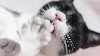 Pros amp Cons of Declawing Your Cat  Cat Care [upl. by Laon]