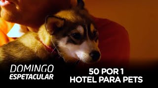 Hotel 5 estrelas para pets Dubai [upl. by Nivert]