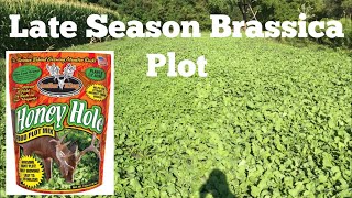 Late Season Brassica Food Plot  Antler King’s Honey Hole Food Plot [upl. by Louls]