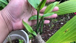 Growing GREEN TI LEAF cuttingsbranches  Cordyline Fruticosa [upl. by Rebhun942]