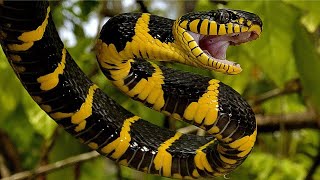 Mangrove Snake Pictures [upl. by Devan]