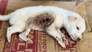 Puppies Rescued Withmaggot amp hole dog🥲😢🐶 [upl. by Beller637]