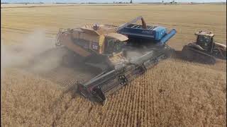 Wheat Harvest 2020 Featuring Schlessiger Farms and THREE Claas Combines Kansas Wheat Havest [upl. by Beatrice703]