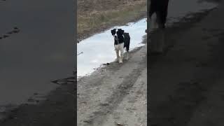 Border collie vs Dalamtian dog patientdalmatiandog bordercollie 2024short rural patience [upl. by Hertzfeld611]