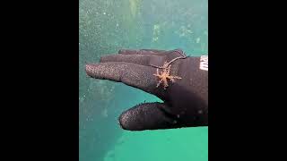 Diver Finds Juvenile Feather Star Swimming Close to Surface [upl. by Lishe]