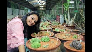 Succulents Lithops Euphorbias Special  Unique Plants Rarely Found in India [upl. by Yerffoeg]