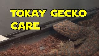 Tokay Gecko Care Video [upl. by Sculley]