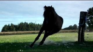 Quart dheure de folie avec Fadjen amp Co taureau de corrida [upl. by Elmore]