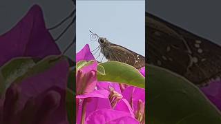 Butterfly Eating flowers gardening nature butterfly bhuganvilla garden [upl. by Selima]