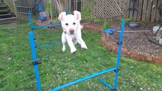 Labrador retriever does hurdles in slow motion [upl. by Winchell]