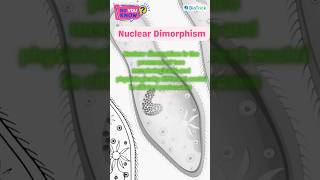 Protozoans  Paramecium  Kingdom Protista  Biological Classification Class 11 Biology education [upl. by Elletnahc814]