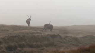 Four deer on the Isle of Lewis near Uig Scotland 3 [upl. by Ecirum]