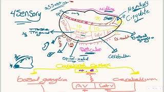 DIENCEPHALON  THALAMUS [upl. by Eniamor]